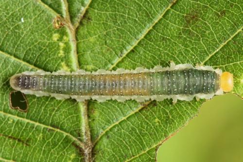 Nematinus fuscipennis